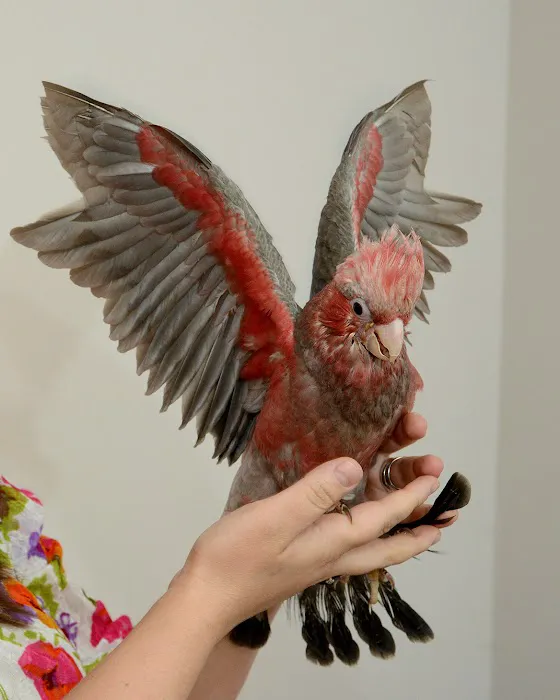 Anas Parrots and Supplies 4