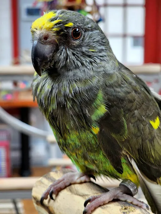 Anas Parrots and Supplies 8