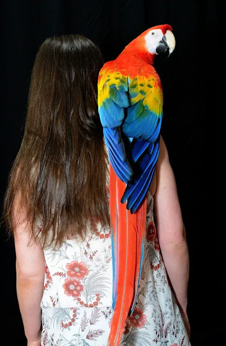 Anas Parrots and Supplies 9
