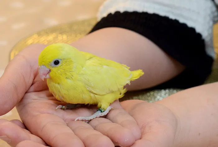 Anas Parrots and Supplies 10
