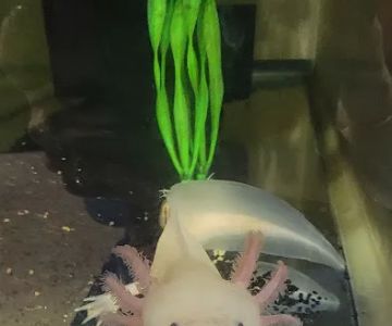 Luna's Axolotls