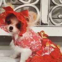 Lil Paws Couture ico