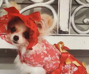 Lil Paws Couture