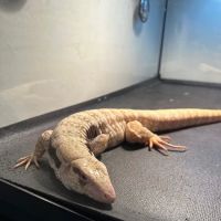 E & J Pet Shop LLC ico