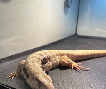 E & J Pet Shop LLC