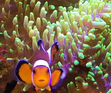 Aquarium Solutions 101