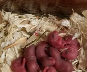 Gerbil Hub