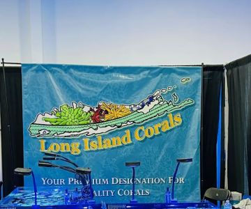 Long Island Corals