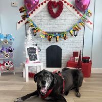 Spoiled Bitch Dog Boutique ico
