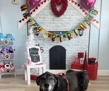 Spoiled Bitch Dog Boutique