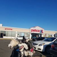 Petco ico