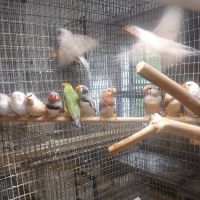 Stewarts bird farm ico