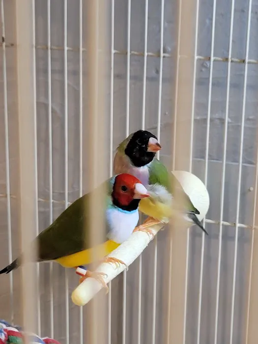 Stewarts bird farm 10