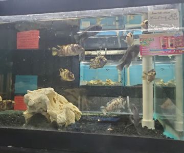 World Wide Aquarium & Pets