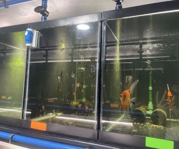 Amazonia Tropical Fish LLC