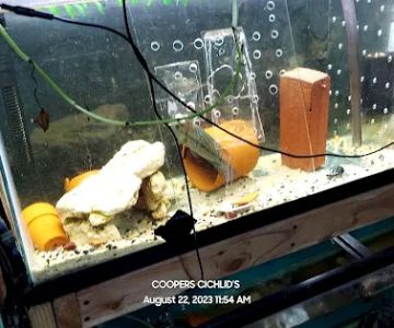 Coopers Cichlids private breeder