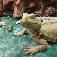 Betta Pets & Supplies ico