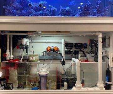 Island Fish & Reef