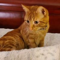 Petco ico