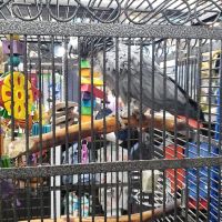 Country Critters Ltd ico