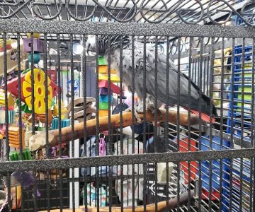 Country Critters Ltd