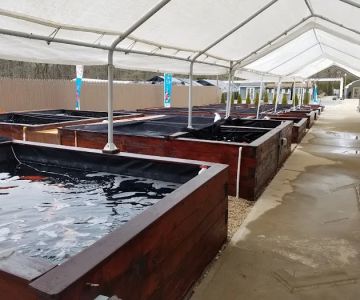 Kodama Koi Garden NY