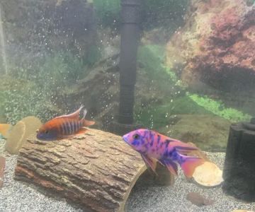 Keystone Cichlids, LLC