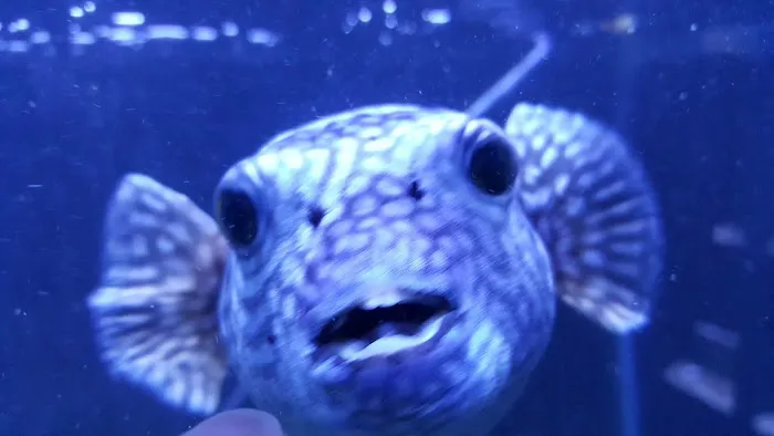 Exotic Fish & Pets 1