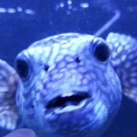 Exotic Fish & Pets ico