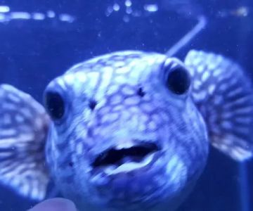 Exotic Fish & Pets