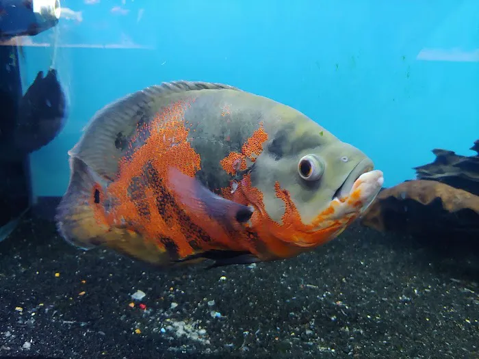Exotic Fish & Pets 10