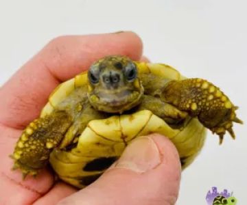 Tortoise Town Turtle Store