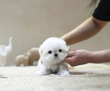 Teacup Maltipoo & yorkie puppies Pitbull puppies
