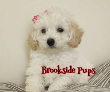 Brookside Pups