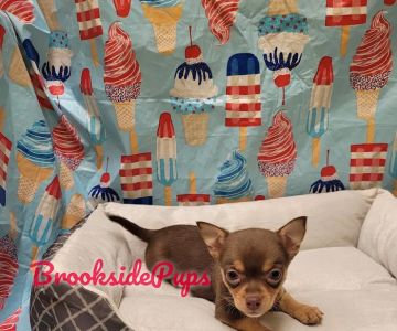 Brookside Pups - Wilksbarre