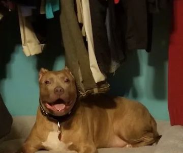 Valley Dog