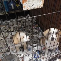 Liberty Pet & Supply ico