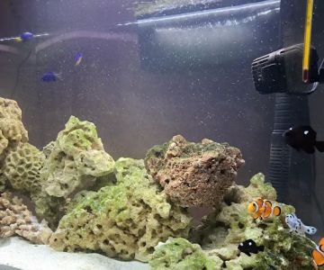 C & T Pets