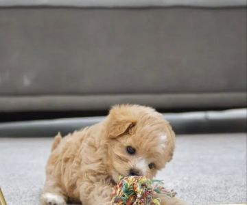 Yuppy Puppy Pet Shop