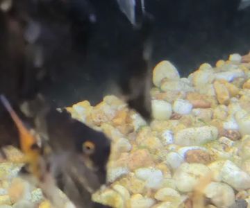 Angelfishpro.com
