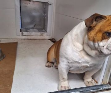 English Bulldog Central Llc