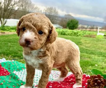 Spotts View Puppies