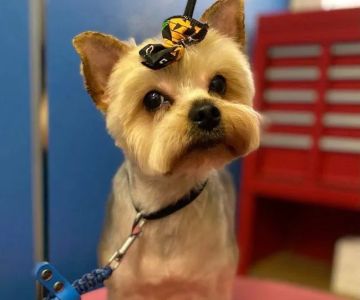 Pretty paws grooming salon