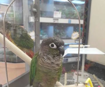 Petco