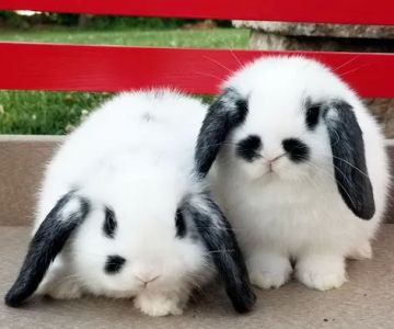 Woodcorner Cottontails