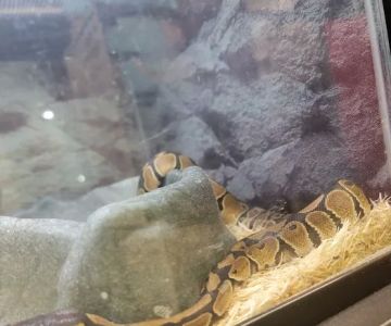 Petco