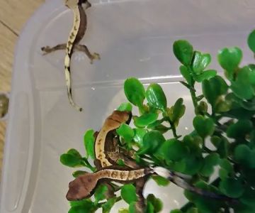 Gecko Crazy