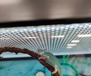 Petco