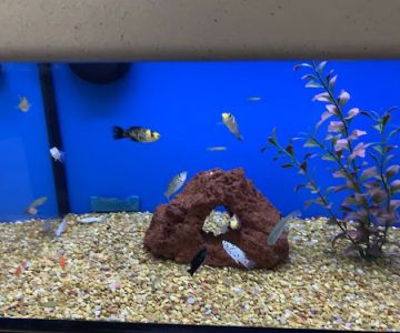 Petco