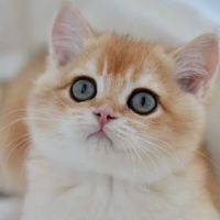 Scottish Fold USA ico
